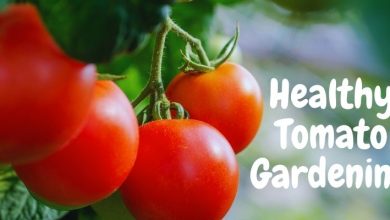 Healthy Tomato Gardening