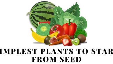 Simplest Plants to Start from Seed