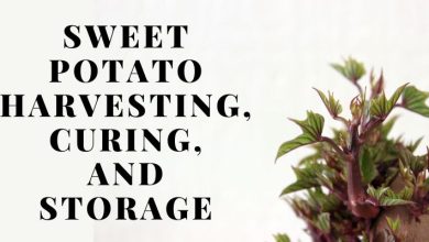 Sweet potato Harvesting, Curing, and Storage