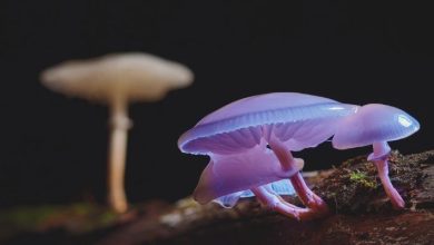 Mushroom Growing Indoor