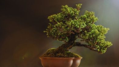 Bonsai Tree Making From a Normal Tree