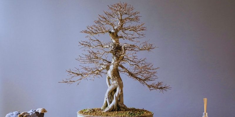 Bonsai Tree Making From a Normal Tree